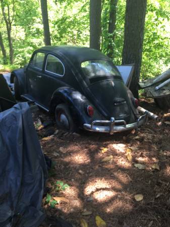 old Beetle in woods restore an old Volkswagen Beetle